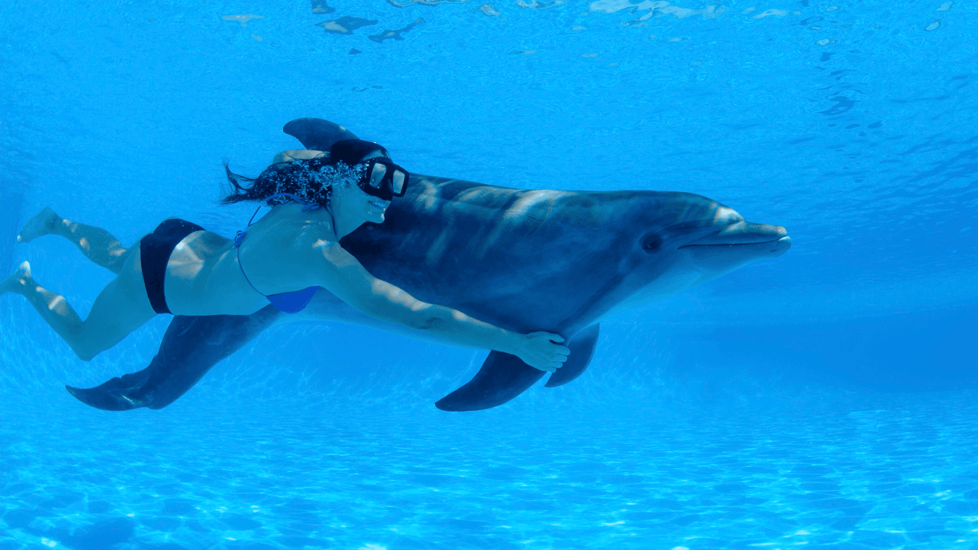Dolphin Signature Swim