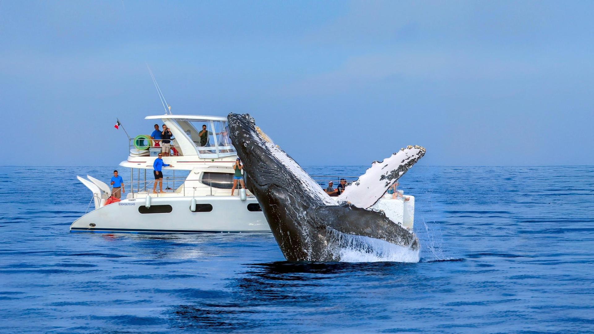 Private Luxury Whale Watching