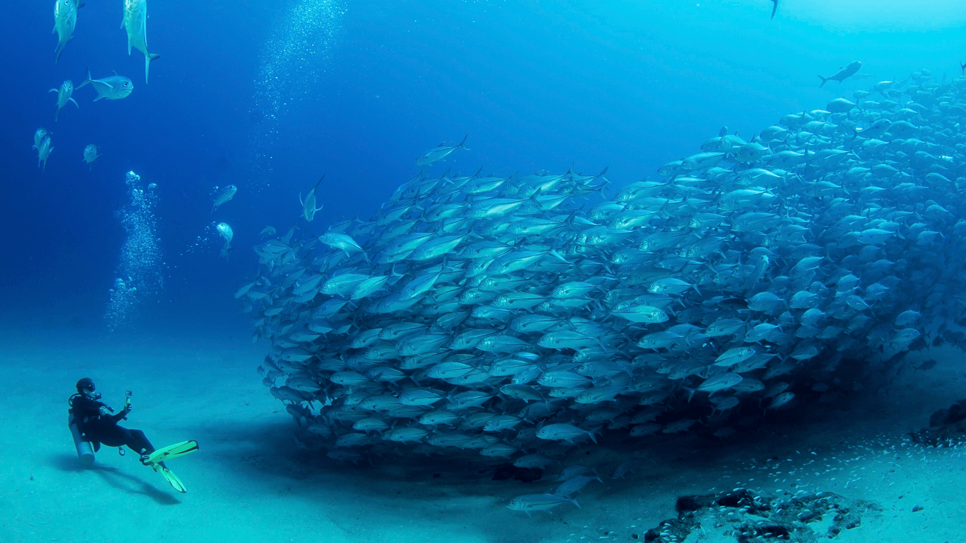 Cabo Pulmo Diving Tour