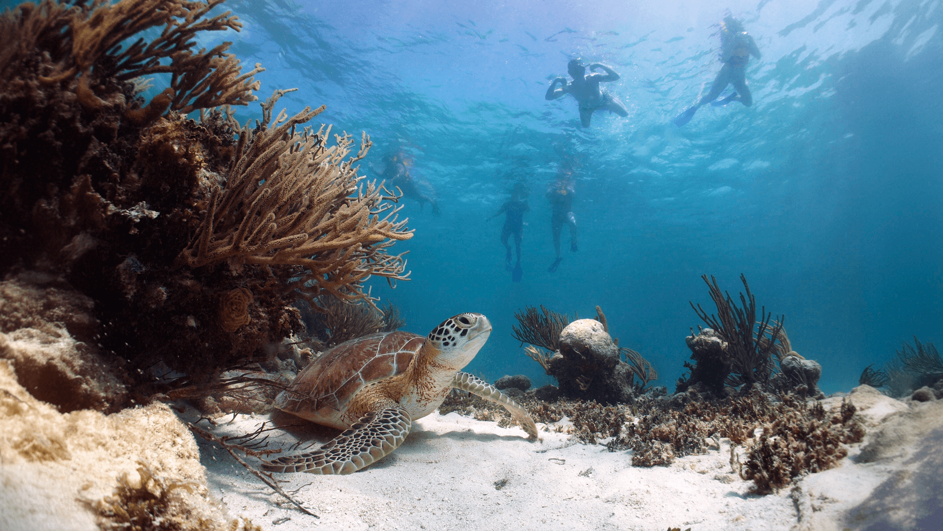 Cabo Pulmo Snorkeling Expedition