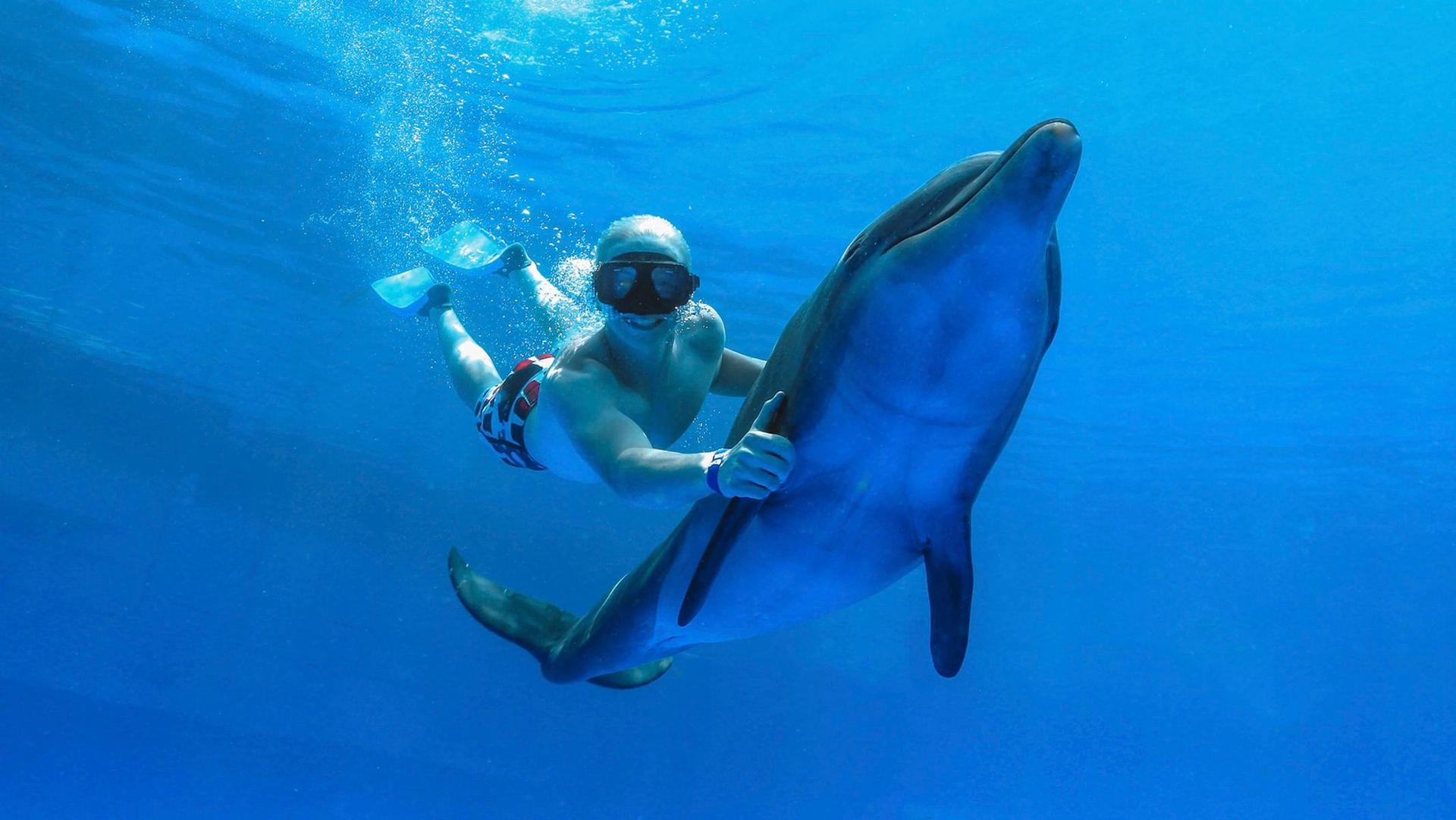 Dolphin Premium Swim