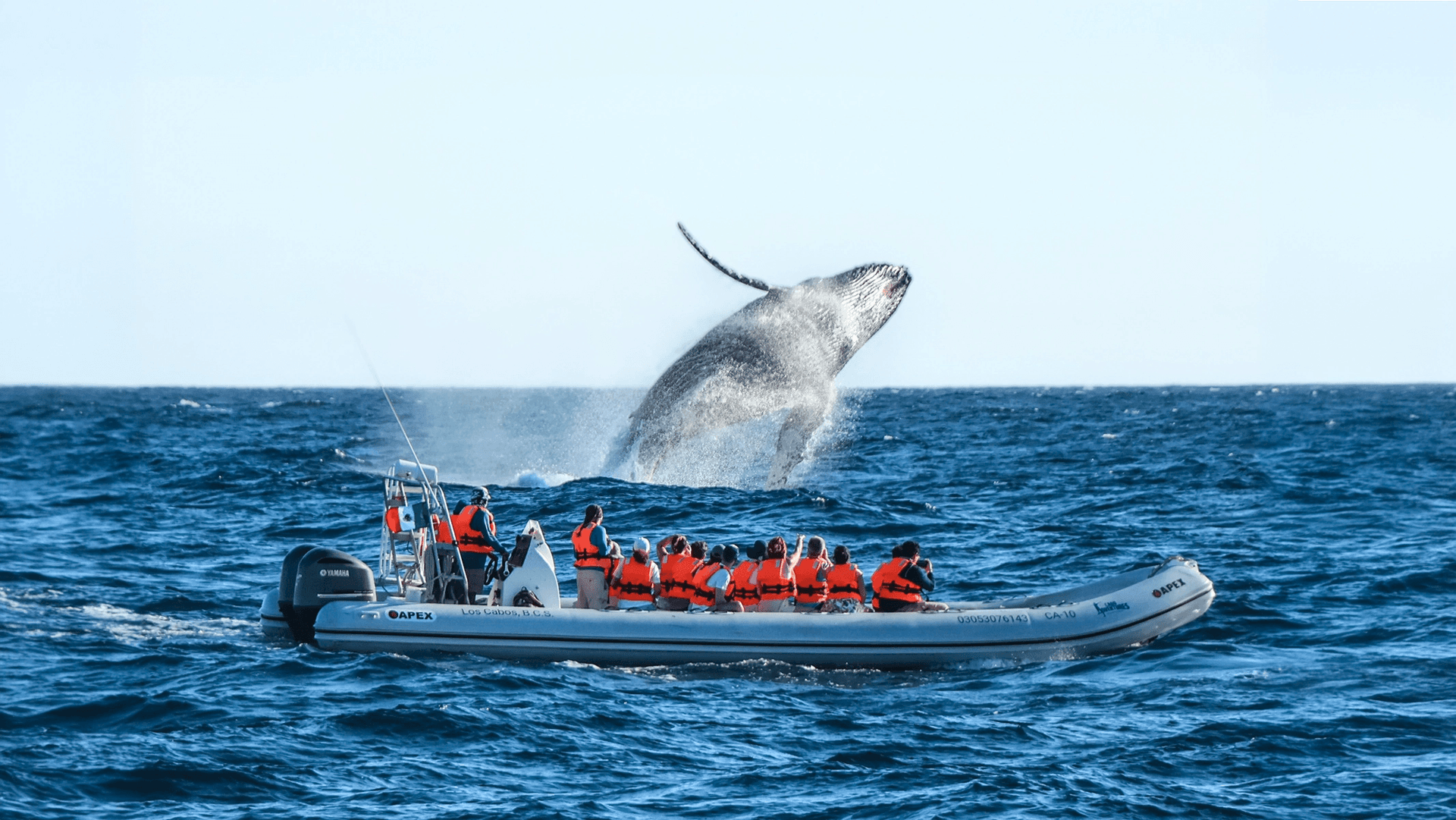 Cabo Whale Watching