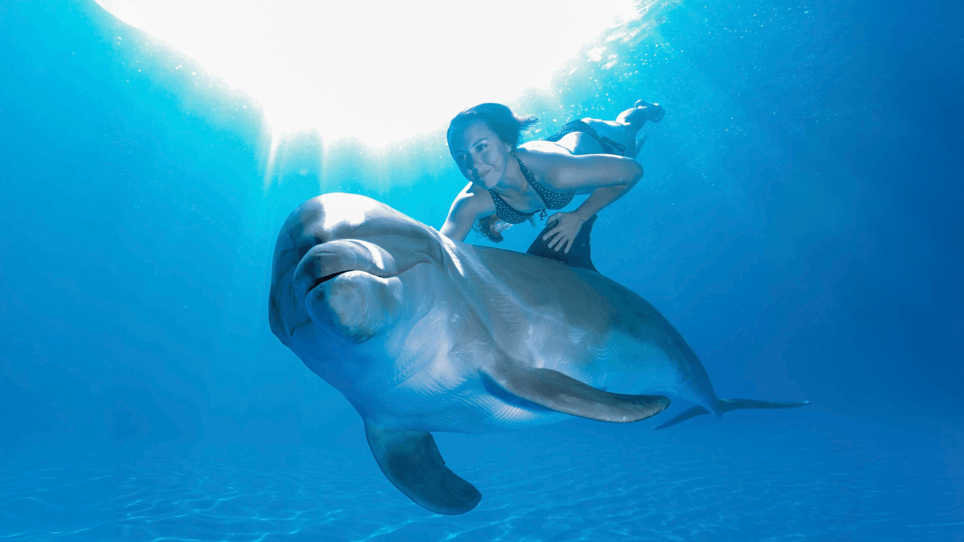 Private Dolphin Swim Experience